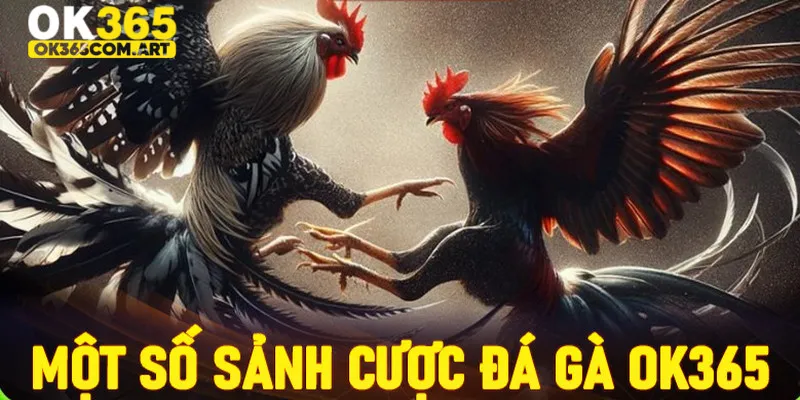Đá gà OK365 có đa dạng loại hình thi đấu